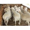 供应纯种萨福克种羊多胎肉羊黑头杜泊羊多胎肉羊养殖场